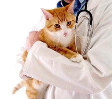 Veterinario especialista en gatos Cádiz