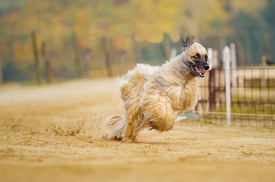 Cuidado de perro pelo largo