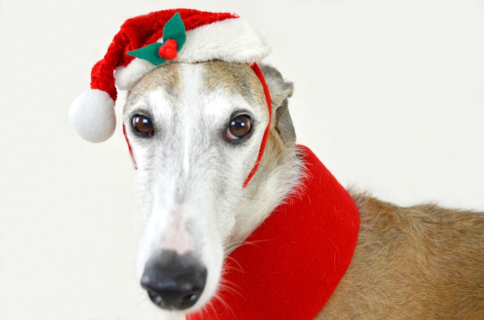 Qué hacer y qué no hacer con tus mascotas esta Navidad