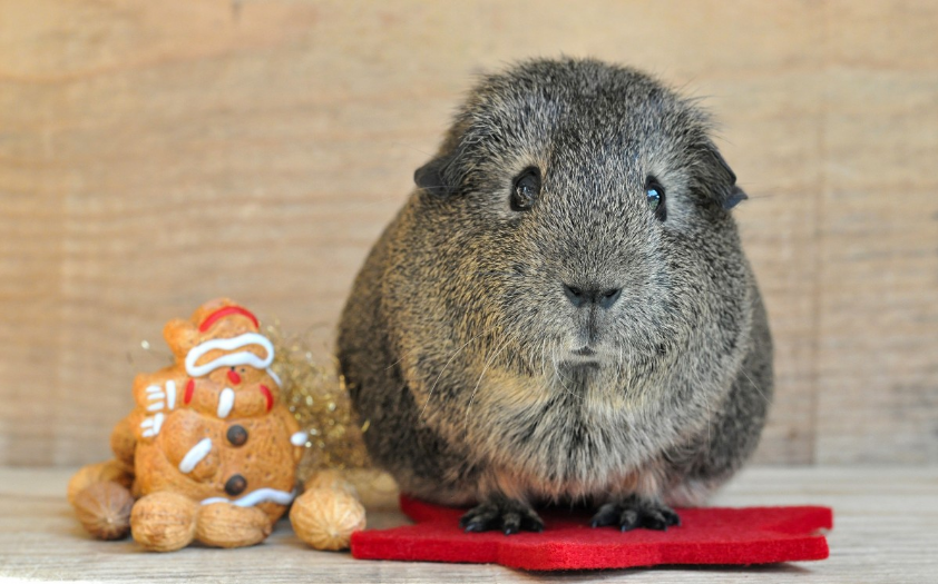 Cuidar las mascotas en Navidad