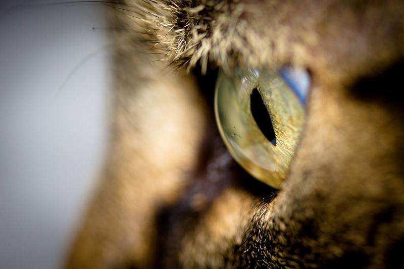 Cuidar bien de los ojos de tu mascota es muy importante: ¿sabes hacerlo bien?