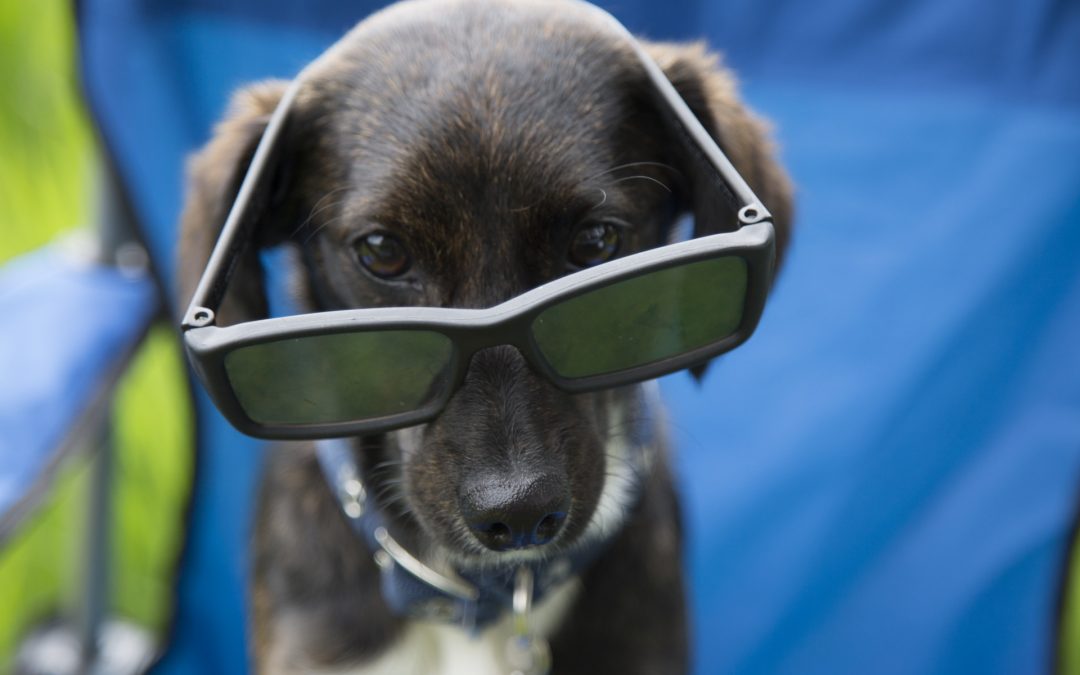 Mascotas en verano: guía para ahorrarte más de un disgusto