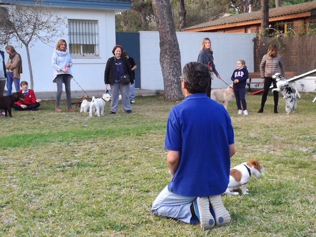 Comportamiento del perro y algunas soluciones a problemas comunes