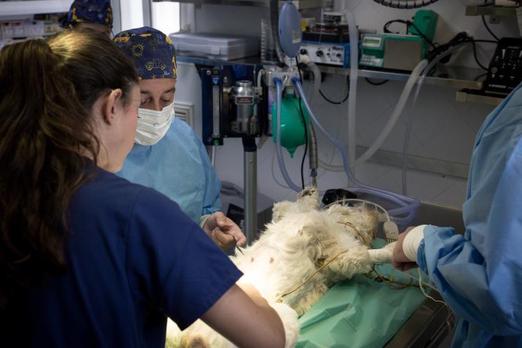 urgencias veterinarias