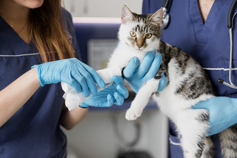 veterinario-urgencias